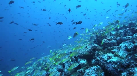 Fish Cocos Stock-Footage 3190251