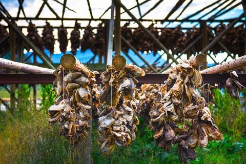 Fish cod heads drying up on racks at Lofoten Islands, Norway Fotos de archivo