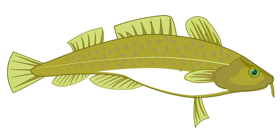 Fish codfish on white background is insulated Illustrazione stock