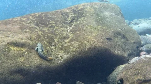 Fish colle roche 02 Stock Footage 308672671