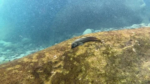 Fish-Colle Roche Stock Footage 308649300