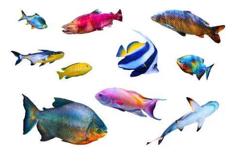 Fish collection isolated on white Stock Photos
