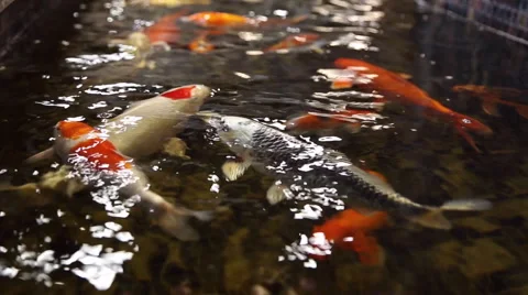 Fish colored carps koi swim in the pool Stock Footage 64543445