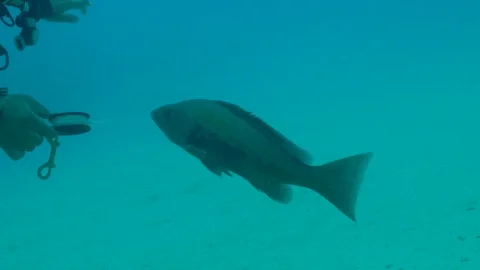 Fish Comes to the Diver Stock Footage 124085413
