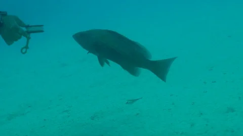 Fish Comes to Scuba Diver Stock Footage 124085293