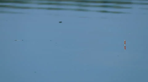 Fish is coming, look on the robber Stock Footage 66465429