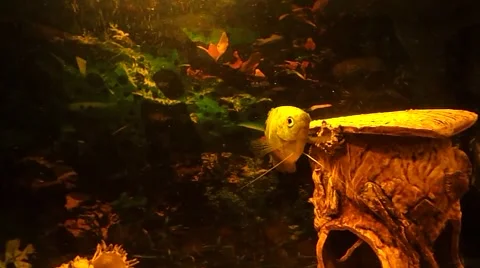 The fish is coming out of the view Stock Footage 42428930