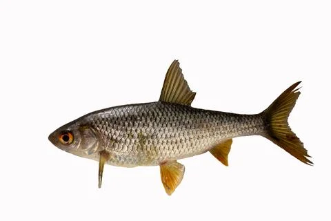 Fish common dace - isolated on white background. Stock Photos