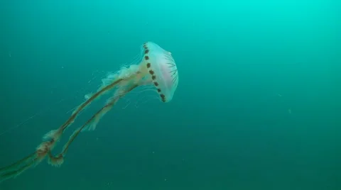 Fish compass jelly Video stock 49387499