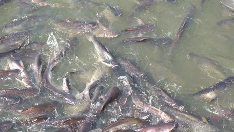 Fish that compete for food Stock Footage 106221307