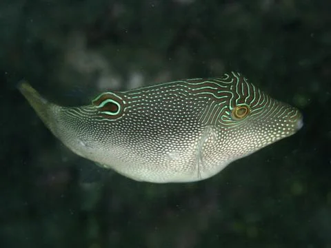 A fish with a conspicuous line and dot pattern, eye-spotted pufferfish Stock Photos