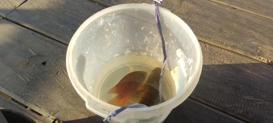 Fish in a container Stock Photos