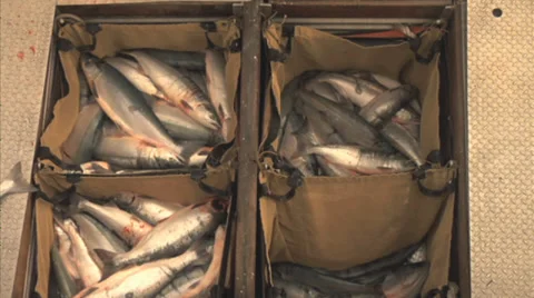 Fish containers Stock Footage 29277529