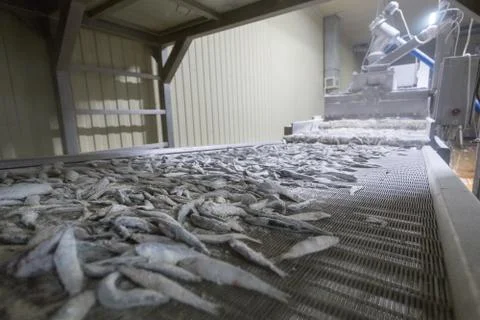 Fish conveyor, fish processing plant Stock Photos