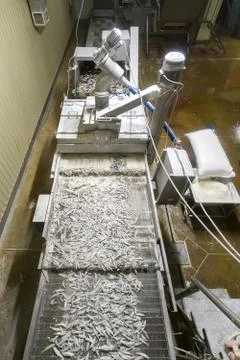 Fish conveyor, fish processing plant Stock Photos