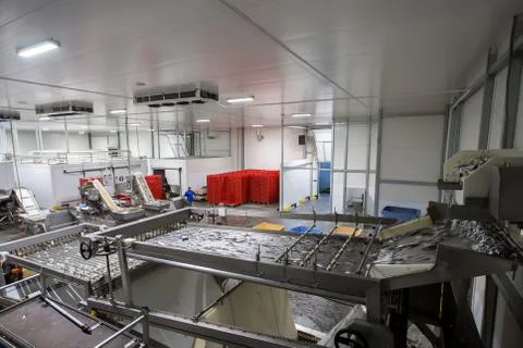 Fish conveyor, in the fish processing workshop Stock Photos