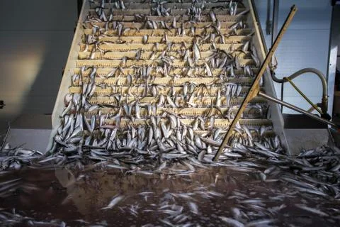Fish conveyor, in the fish processing workshop Stock Photos