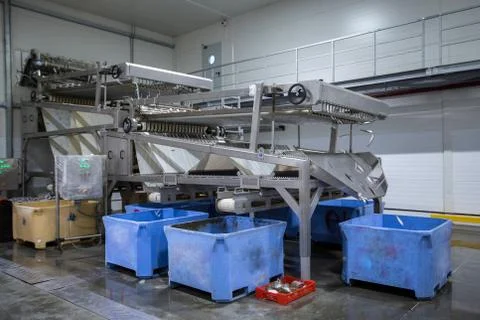 Fish conveyor, in the fish processing workshop Stock Photos