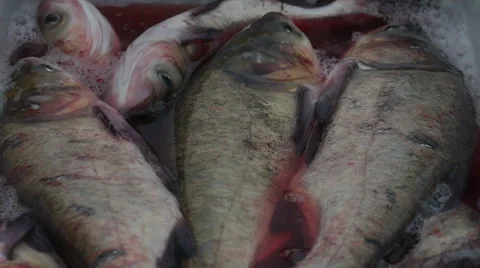 Fish convulses. market Stock Footage 58147017