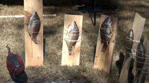 Fish cooking at a campfire Stock Footage 32845553