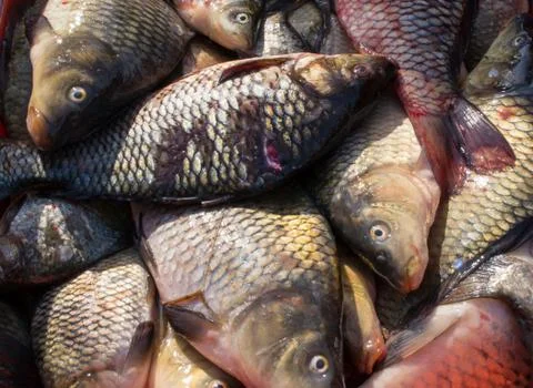 Fish for Cooking Stock Photos