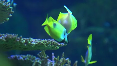 Fish in Coral 動画素材 82877762