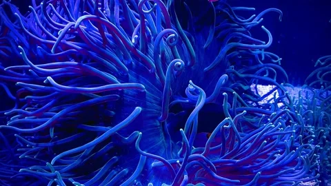 Fish coral Video stock 213324179