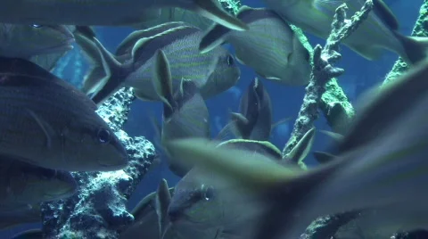 Fish in Coral Reef  Видео 291688