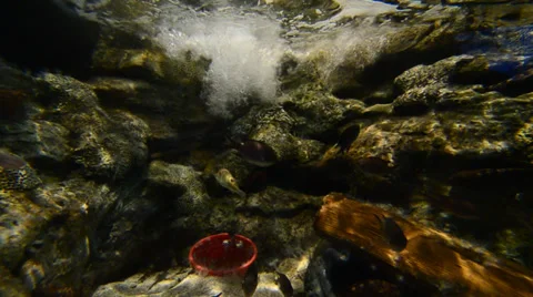 Fish on a coral reef Stock Footage 35772909