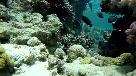 Fish of the coral reef. Stock Footage 60704683