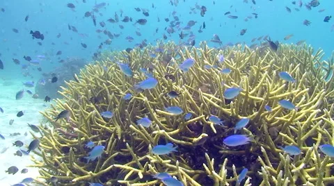 Fish &amp; Coral Reef Stock-Footage 64856116