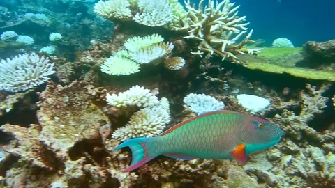 Fish on the coral reef Vídeo Stock 70794129