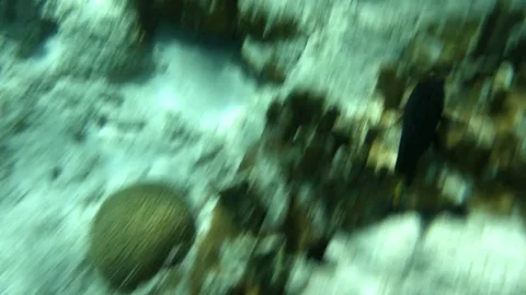 Fish in coral reef Stock-Footage 77630040