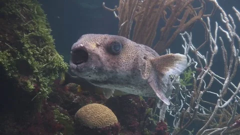 Fish in Coral Reef Stock Footage 82049703