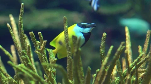 Fish in Coral Reef Stock Footage 82877346