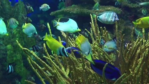 Fish in Coral Reef 動画素材 82877351