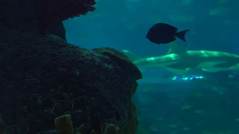 Fish in Coral Reef 動画素材 82877705