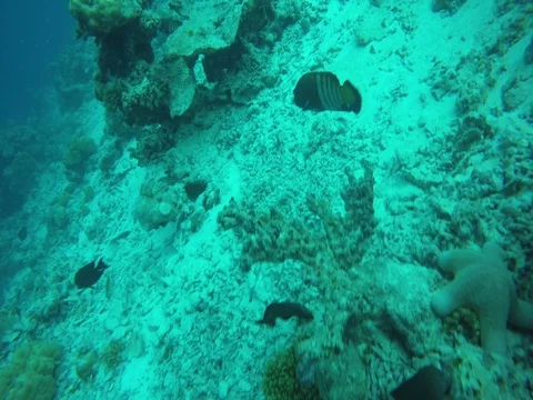 Fish by Coral Reef, Maldives Stock-Footage 80996778