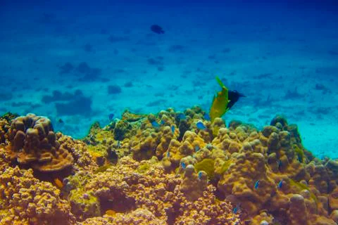 Fish on coral reef Stock Photos