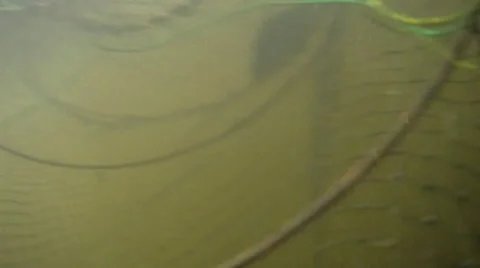 Fish in corf Stock-Footage 65740775