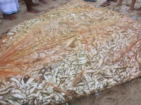 Fish cought in net Stock Photos