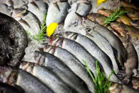 Fish on the counter on ice Stock Photos