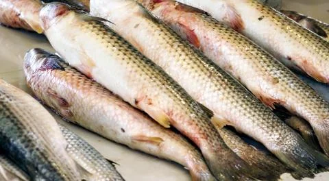 Fish on the counter Stock Photos