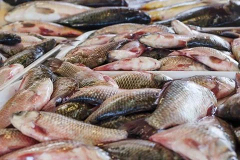 Fish on the counter Stock Photos
