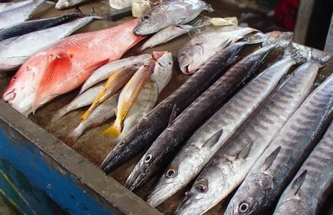 Fish counter on the Seychelles Stock Photos