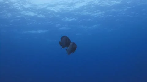Fish couple in clear blue sea Vidéo 10795953