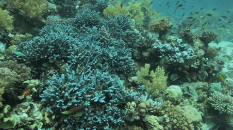 Fish covers the reef Stock Footage 22708091
