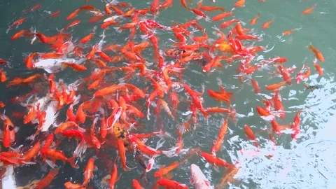 Fish craft Video stock 91809871