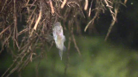 Fish crappie hiding in tree roots Stock Footage 68277848