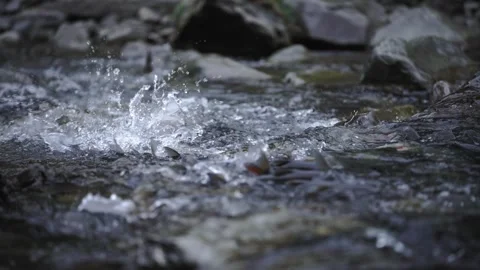 Fish Creating Splashes in Fast Flowing Stream Water Video stock 335791861